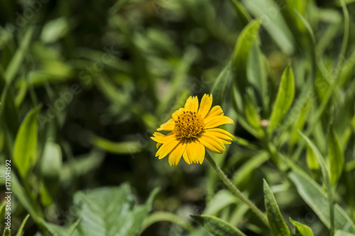 Flower of a bright yellow chrysanthemum with a convex center  Coleostephus myconis 