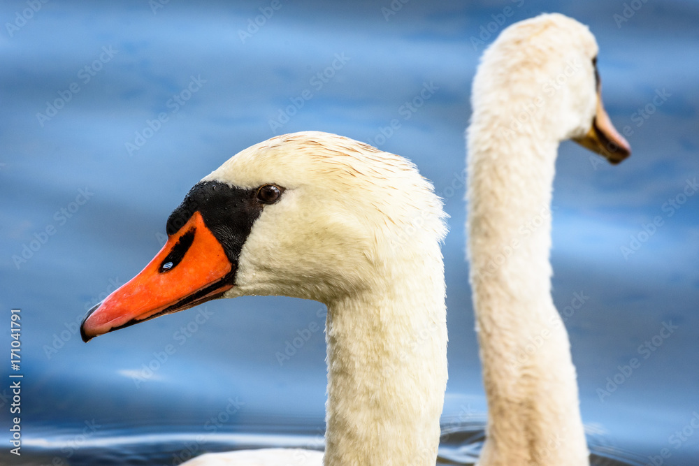 Cygne Cygne