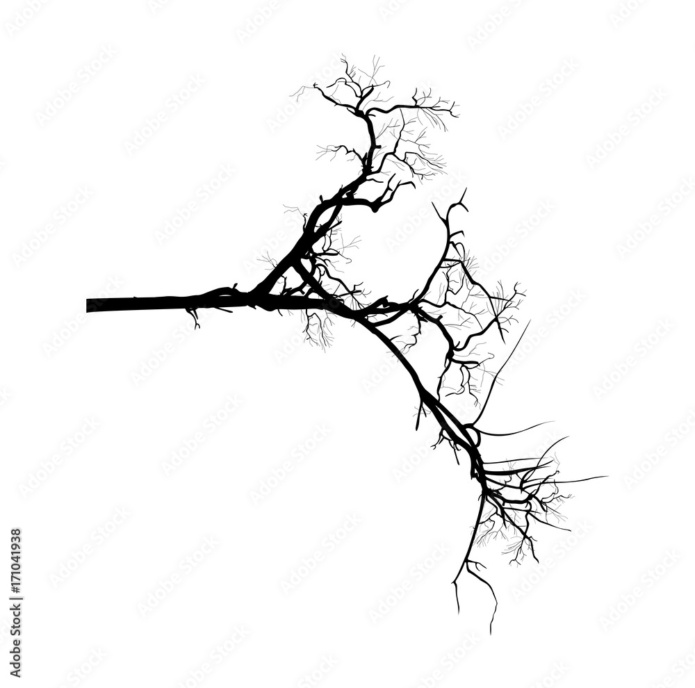 Obraz premium Dead Tree Branch Vector Shape