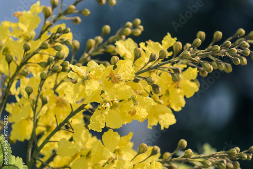 Flowers of yellow flame (Peltophorum pterocarpum) photo