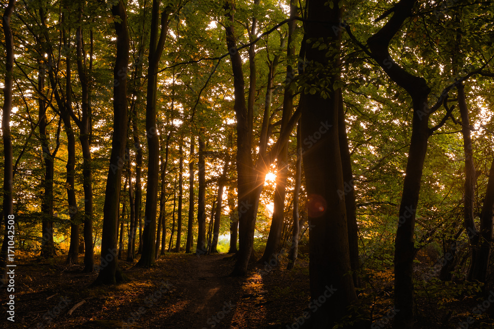 Sonnenuntergang im herbstlichen Wald Sonnenuntergang im herbstlichen Wald