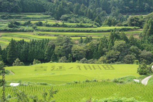 棚田８月