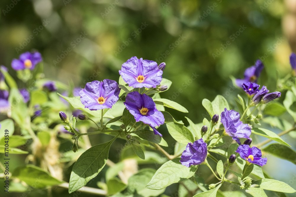 Purple flowers of Solanum rantonnei known as blue potato bush (Lycianthes rantonnetii) Purple flowers of Solanum rantonnei known as blue potato bush (Lycianthes rantonnetii)