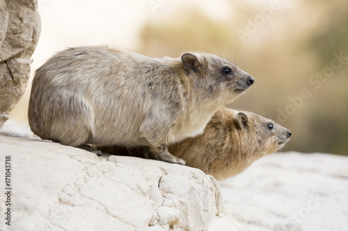 Cliff badger, Rock Hyrax, ein Gedi nature reserve, dead sea, Israel