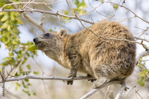 Cliff badger, Rock Hyrax, ein Gedi nature reserve, dead sea, Israel