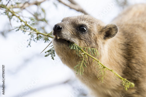 Cliff badger, Rock Hyrax, ein Gedi nature reserve, dead sea, Israel photo