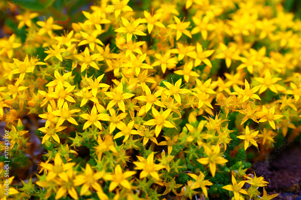 beam flowers of St. John's wort beam flowers of St. John's wort