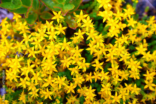 beam flowers of St. John's wort