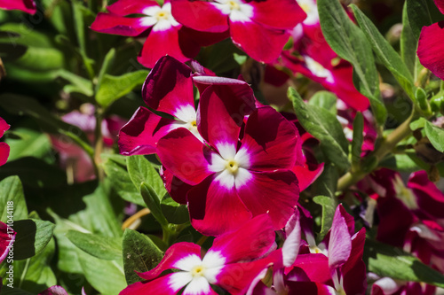 Scarlet vinca flowers with white centers  Catharanthus roseus 