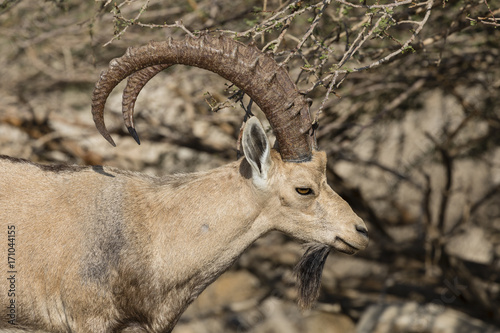 Nubian ibex  Ein Gedi at the Dead Sea  Israel