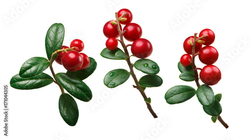 Lingonberry vaccinium vitis-idaea, paths