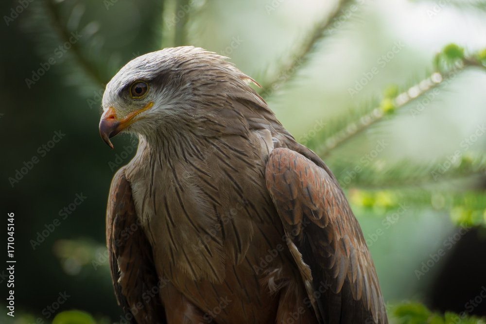 Fototapeta premium Profile predator of bird in nature