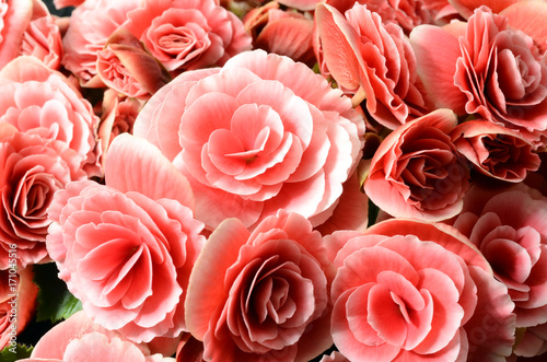 Flower background  pink begonias 