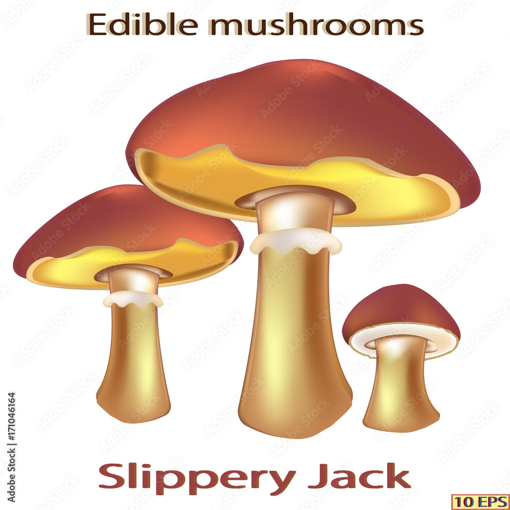 Edible mushroom. Slippery Jack. Edible fungus. Vector illustration to culinary sites or cookbook, vegetarian menu, kitchen interior design. Edible mushroom. Slippery Jack. Edible fungus. Vector illustration to culinary sites or cookbook, vegetarian menu, kitchen interior design.