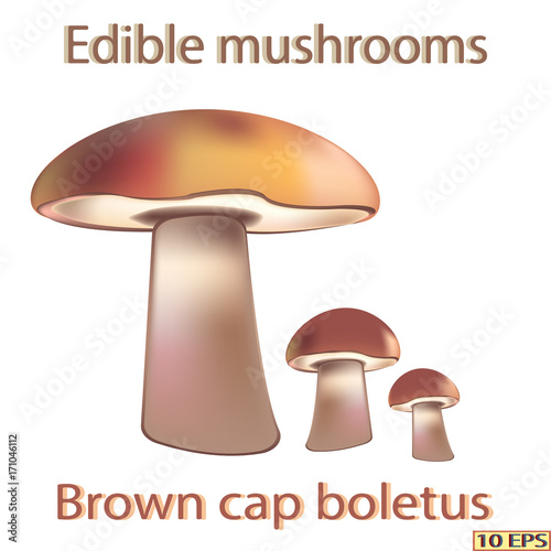 Mushrooms. Edible fungus. Vector illustration to culinary sites or cookbook, vegetarian menu, kitchen interior design.