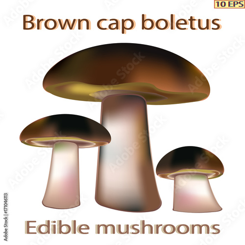 Mushrooms. Brown cap boletus.  Edible fungus. Vector illustration to culinary sites or cookbook, vegetarian menu, kitchen interior design.