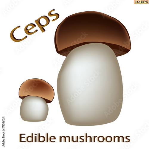 Mushrooms. Edible fungus. Cep. Vector illustration to culinary sites or cookbook, vegetarian menu, kitchen interior design.