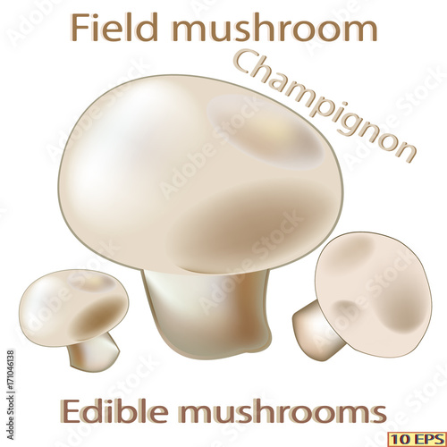 Mushrooms. Champignon  Edible fungus. Vector illustration to culinary sites or cookbook, vegetarian menu, kitchen interior design.