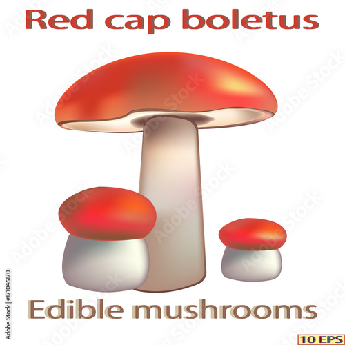 Edible mushrooms. Red cap boletus.Edible fungus. Vector illustration to culinary sites or cookbook, vegetarian menu, kitchen interior design.