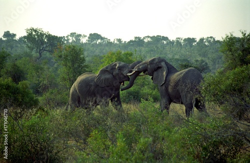 African elephants, Kruger National Park, South African Republic photo