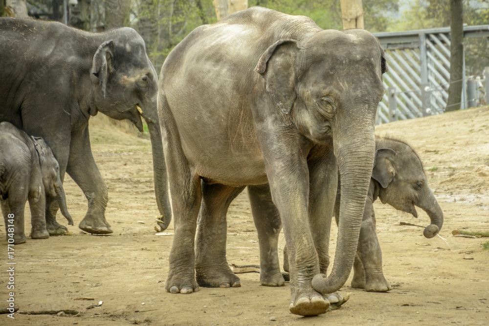 Fototapeta premium elephant