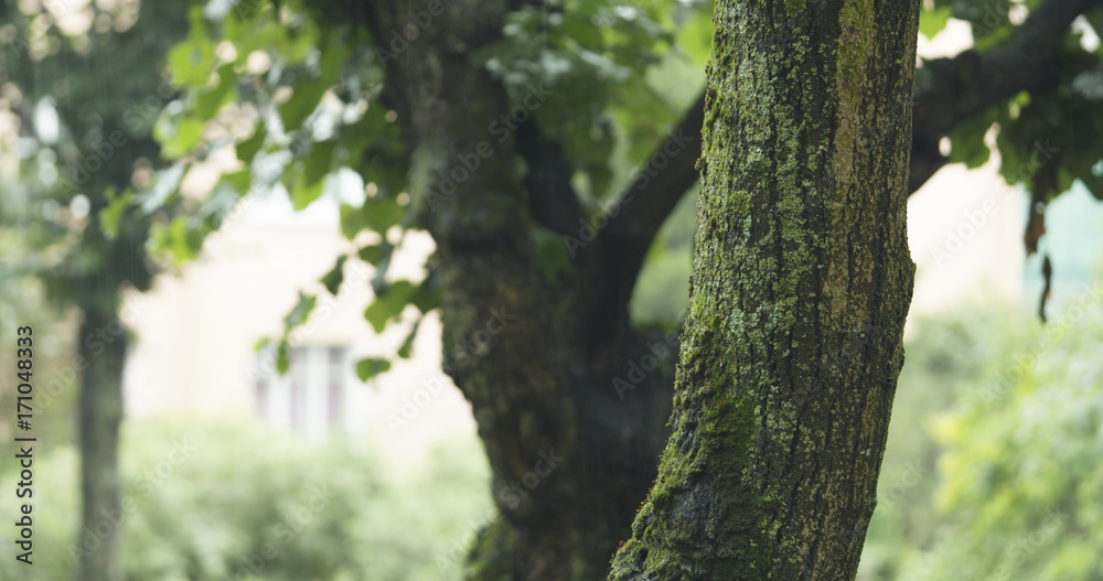 linden tree under summer rain closeup with blurred background linden tree under summer rain closeup with blurred background