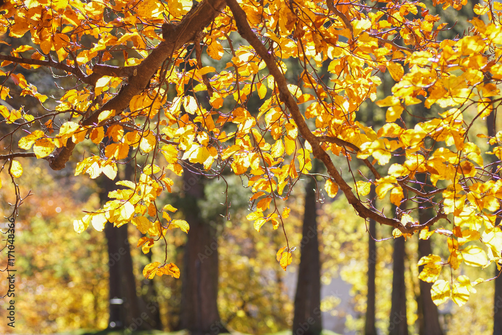 Herbstlicher Blätterwald