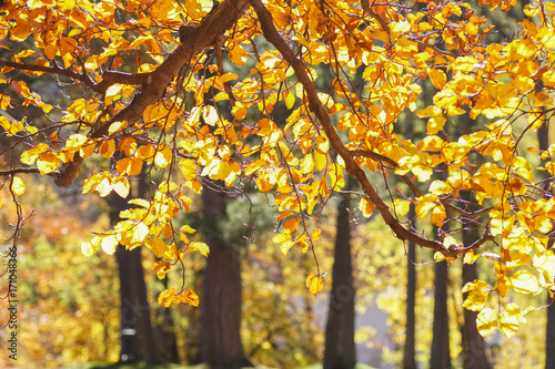 Obraz na płótnie Herbstlicher Blätterwald w salonie