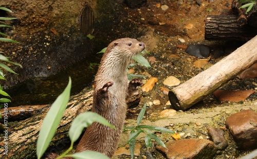 Eurasian otter in aquarium
