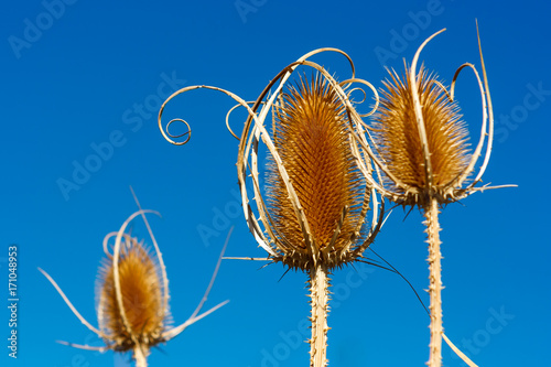 Dipsacus laciniatus, Valconca, Italy photo