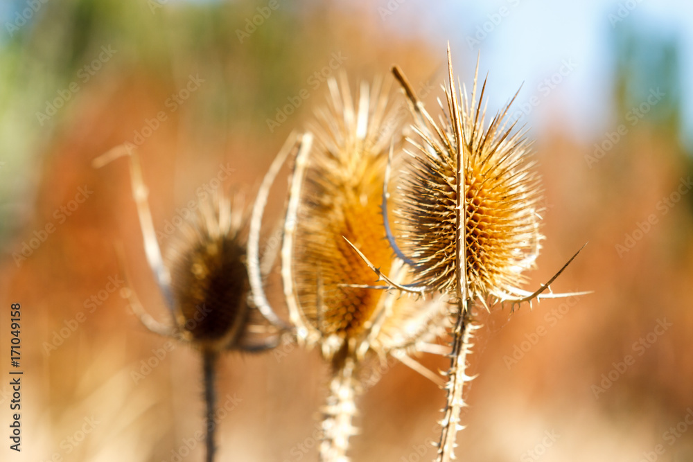 Obraz premium Dipsacus laciniatus, Valconca, Italy