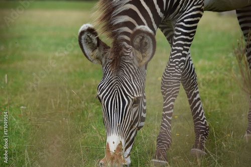 Close up zebra grazing