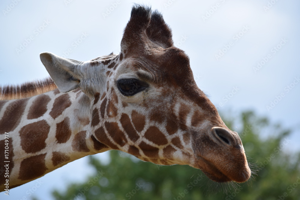 Giraffe portrait Giraffe portrait
