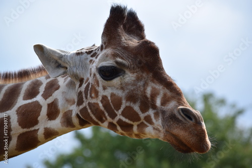 Photography Giraffe portrait