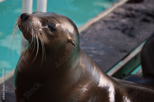 Tableau sur toile Sea lion