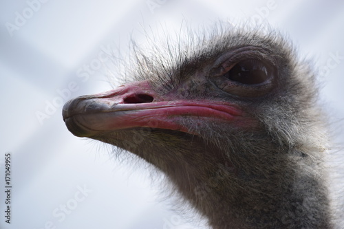Ostrich face