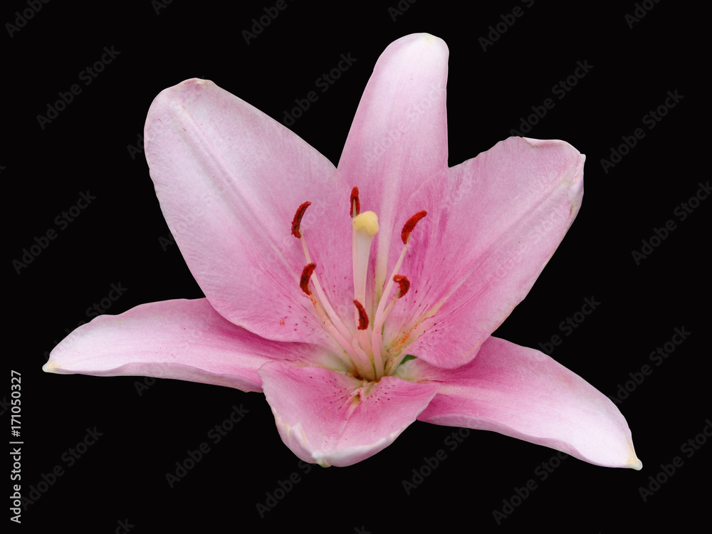 lily, black, flower, background, isolated, white, nature, green, beautiful, beauty, floral, blossom, petal, red, single, bouquet, plant, pink, flora, flowers, lilly, color, elegant, bloom, yellow, dec