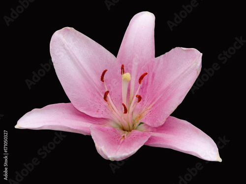 lily, black, flower, background, isolated, white, nature, green, beautiful, beauty, floral, blossom, petal, red, single, bouquet, plant, pink, flora, flowers, lilly, color, elegant, bloom, yellow, dec
