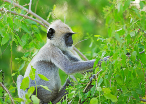 Photography Side view of a langur monkey picking at a vibrant green bush