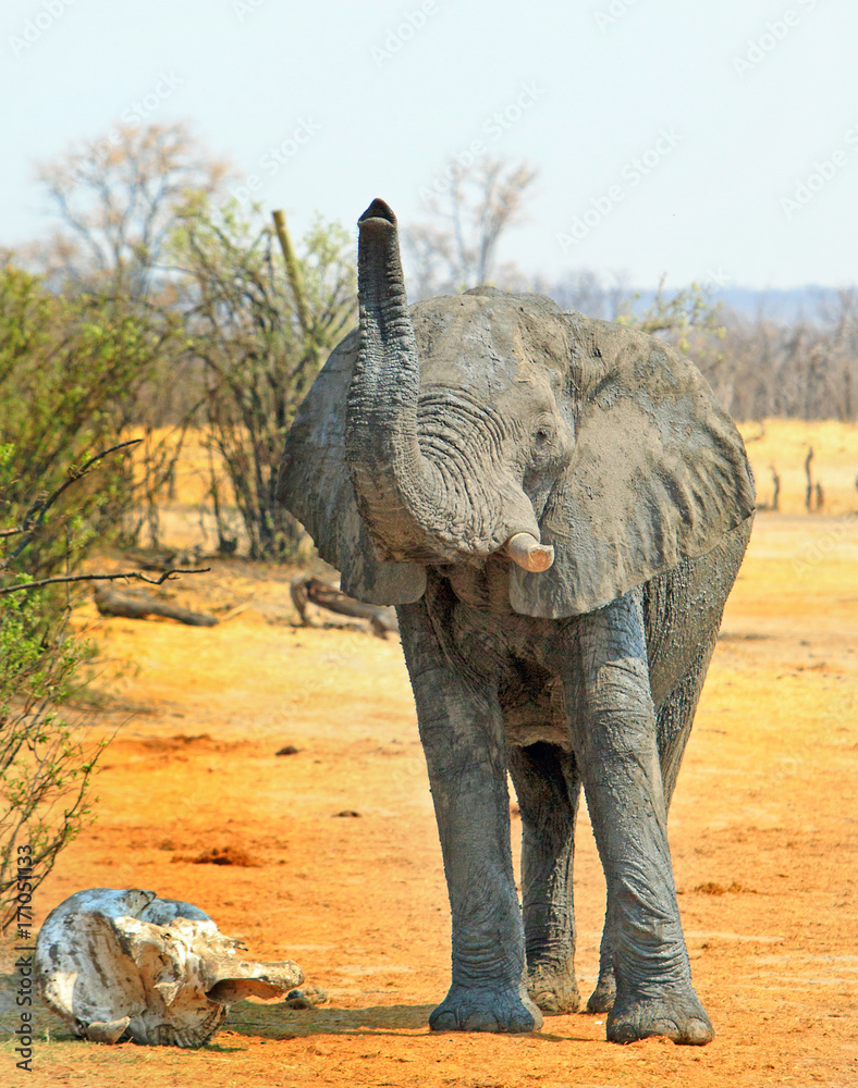 Fototapeta premium African Elephant with trunk elevated as if smelling the air, Hwange