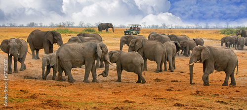 Large herd of elephants on the Hwange Plains with a tourist truck in the background photo