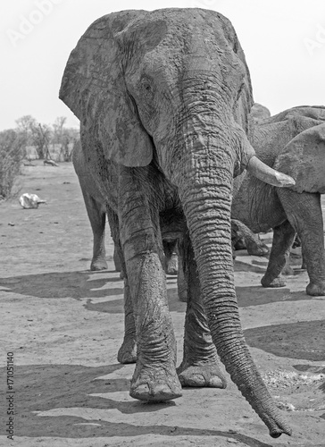 Full frame portrait of a large African elephant with trunk extended  in Hwange, Zimbabwe