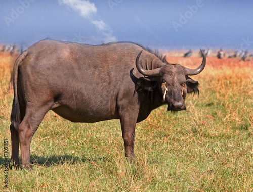 Buffalo standing on the shoreline of Lake Kariba with an oxpecker on it s face in Zimbabwe