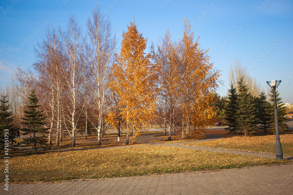 Orange, yellow and green leaves on trees and grass are strewn with foliage. Season fall. Orange, yellow and green leaves on trees and grass are strewn with foliage. Season fall.