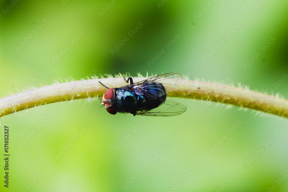 Fototapeta premium Single Black Housefly on the green leaf