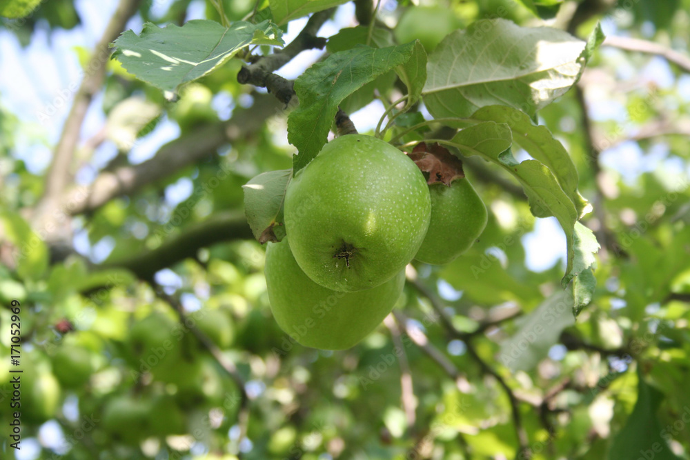 Campo di mais o granoturco con pannocchie gialle pronto da raccogliere 