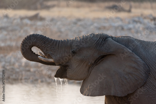 Photography Elephant