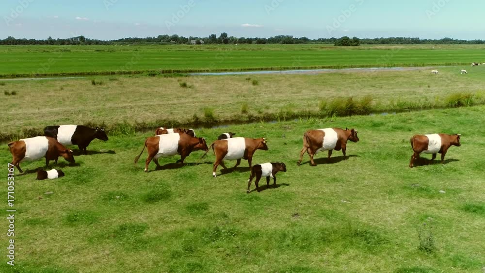 Aerial bird view following rare breed of dairy livestock Lakenvelder cows also known as Dutch Belted cattle brown and white striped cows and calfs walking on green meadow drone flying at side 4k Aerial bird view following rare breed of dairy livestock Lakenvelder cows also known as Dutch Belted cattle brown and white striped cows and calfs walking on green meadow drone flying at side 4k
