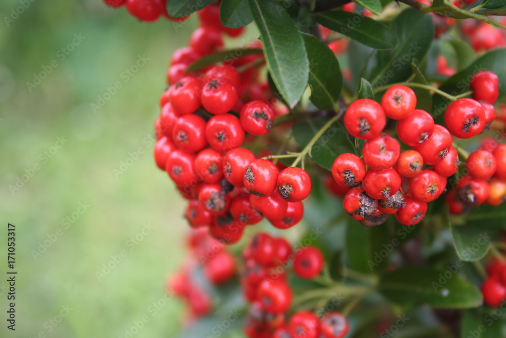Bacche rosse e foglie verdi di Pyracantha. Fuoco selettivo. Bacche rosse e foglie verdi di Pyracantha. Fuoco selettivo.