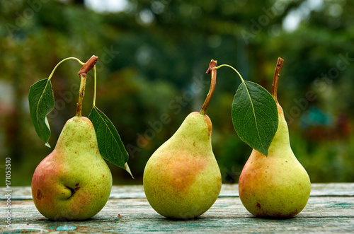 Three green pears with leaves on wooden green brown aged texture background close up. Side view